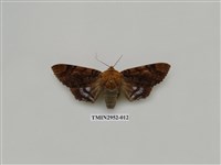 藏品(夜蛾319)的圖片